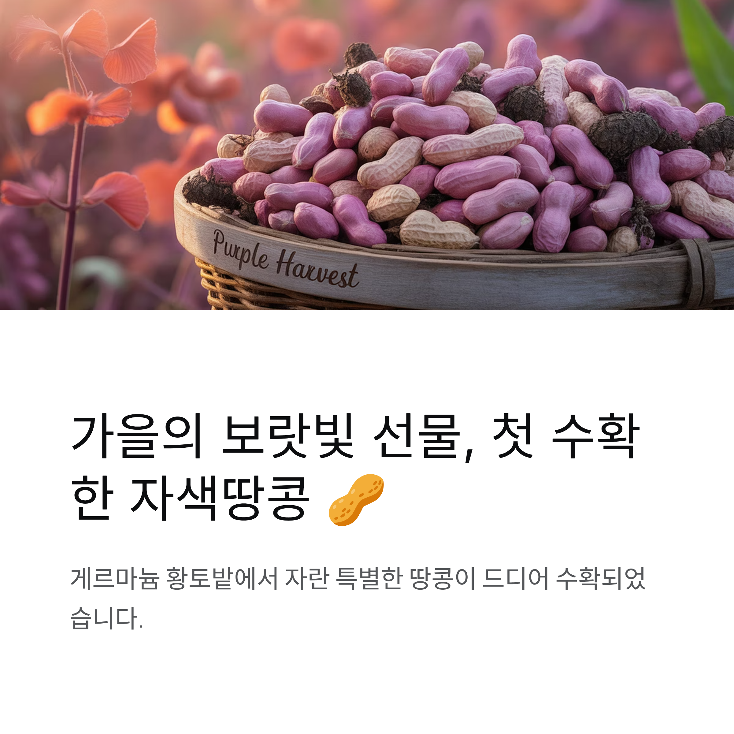자색땅콩 게르마늄 황토밭에서 드디어 첫 수확 소식