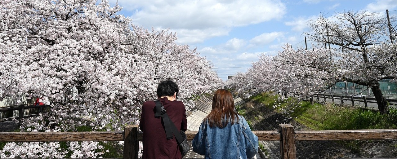 전라도에서 벚꽃 캠핑, 감성 캠핑장을 추천합니다.