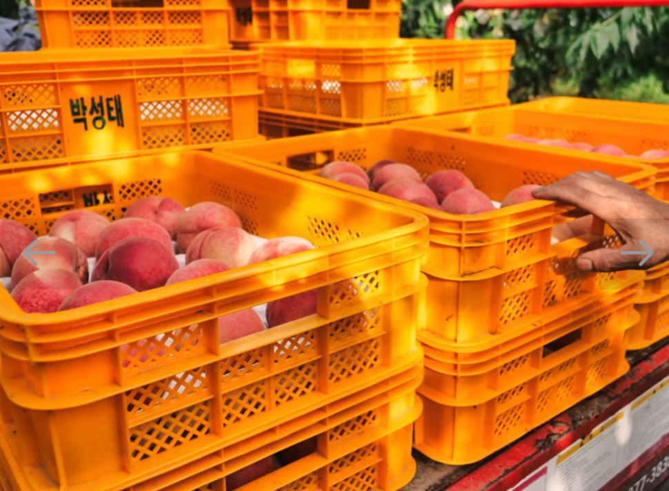 생방송투데이 복숭아