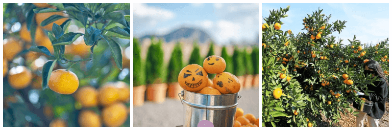 제주 마노르블랑 동백꽃 감귤체험 축제 사진 3개