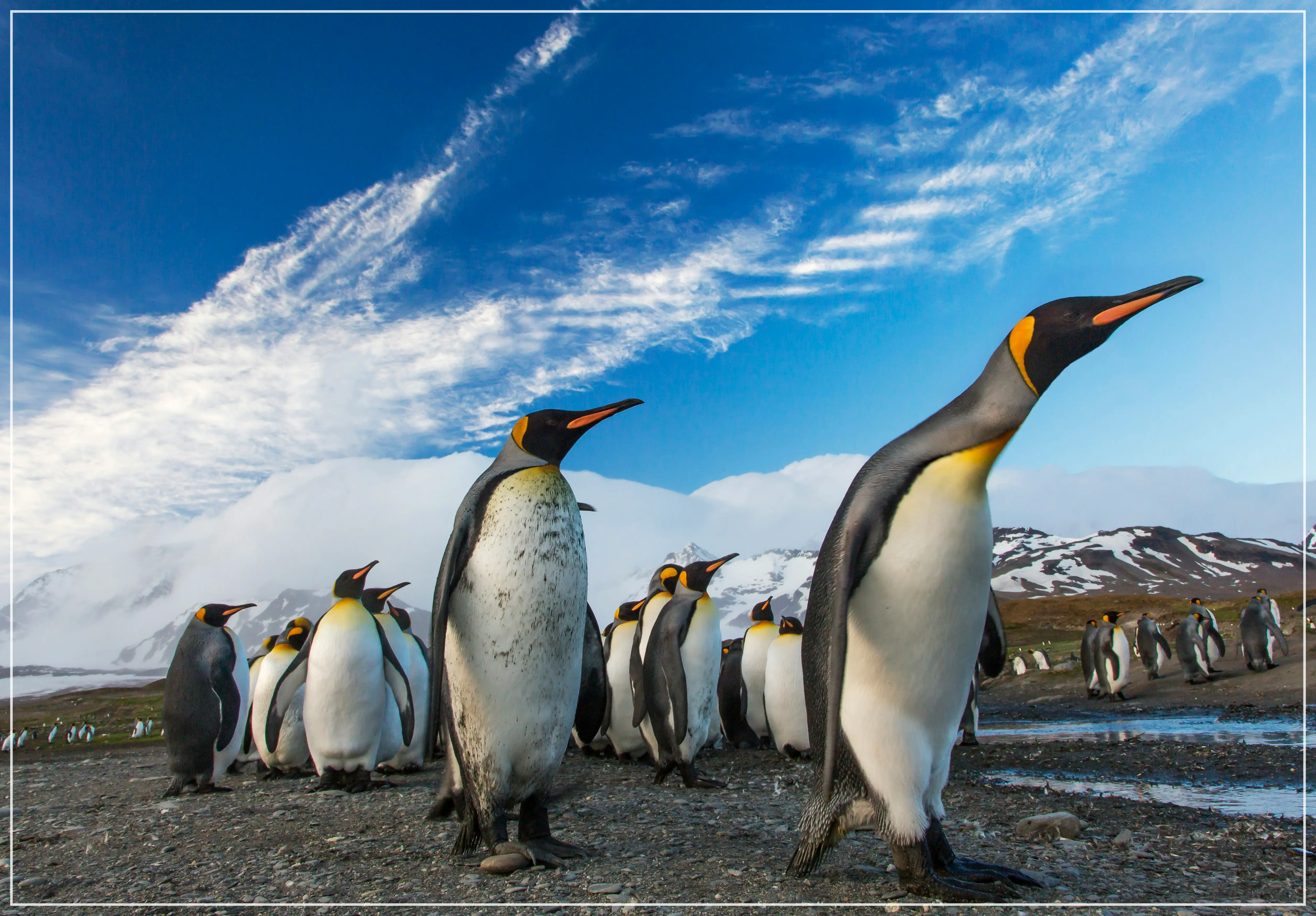 세계 펭귄의 날