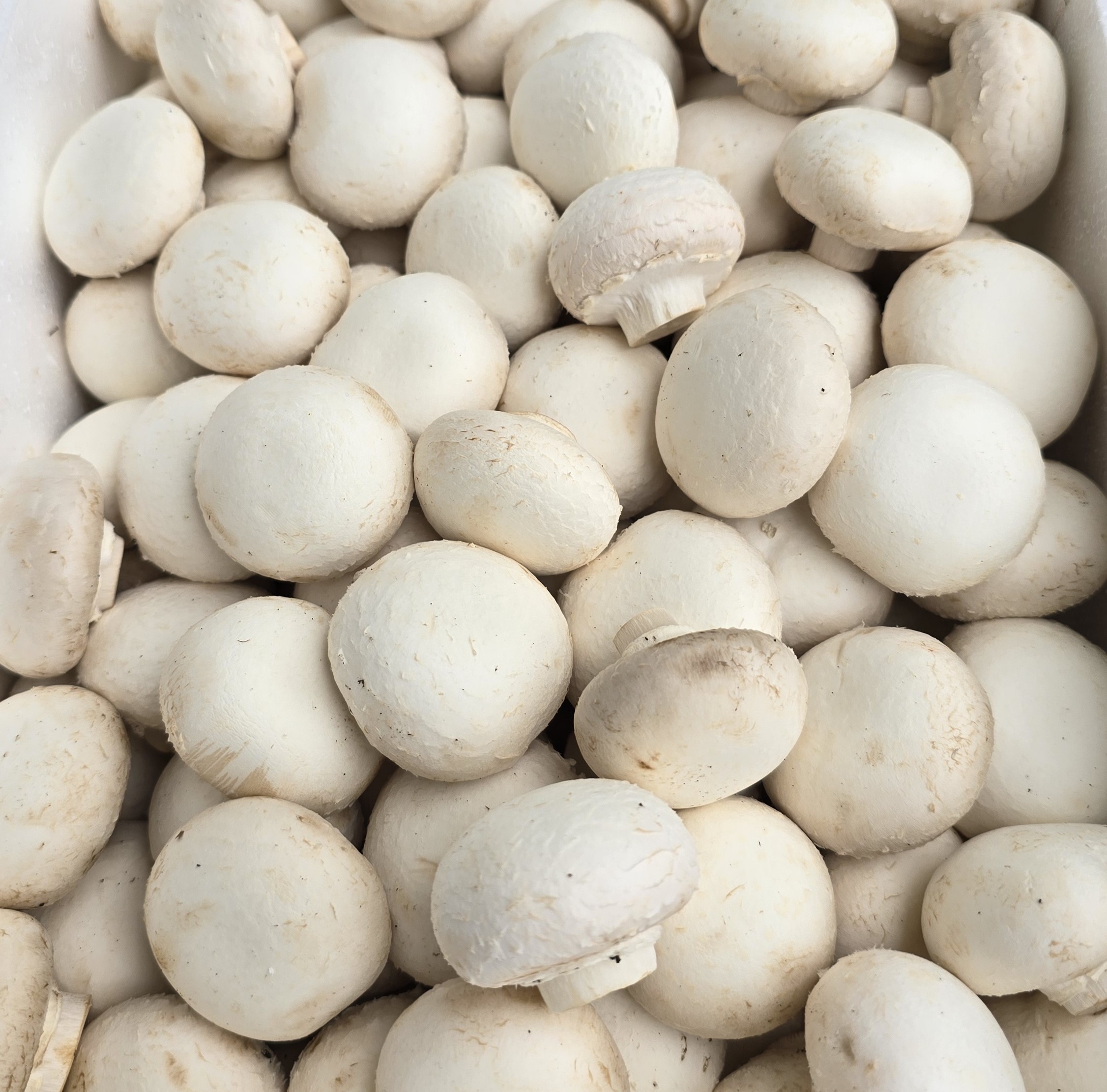 친환경 농법과 무농약 재배 기술