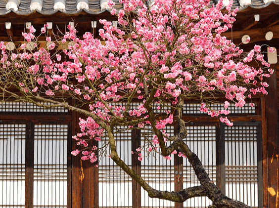 옛날 집에 분홍색 매화가 가득 핀 매화나무가 있다.