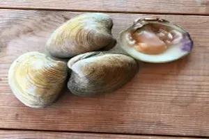 조개