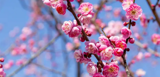 전남 광양 구례 매화마을 매화축제 안내 