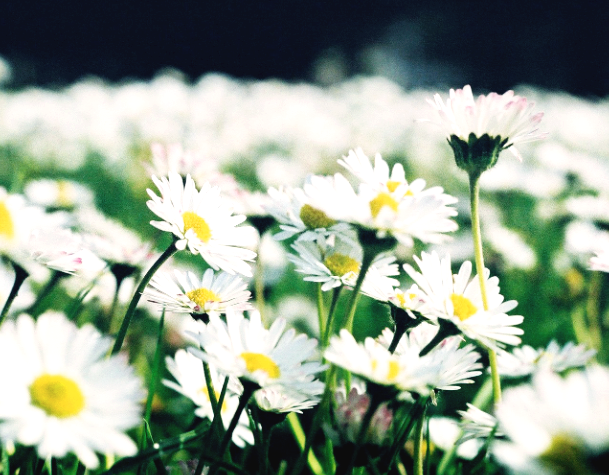push up daisies 뜻