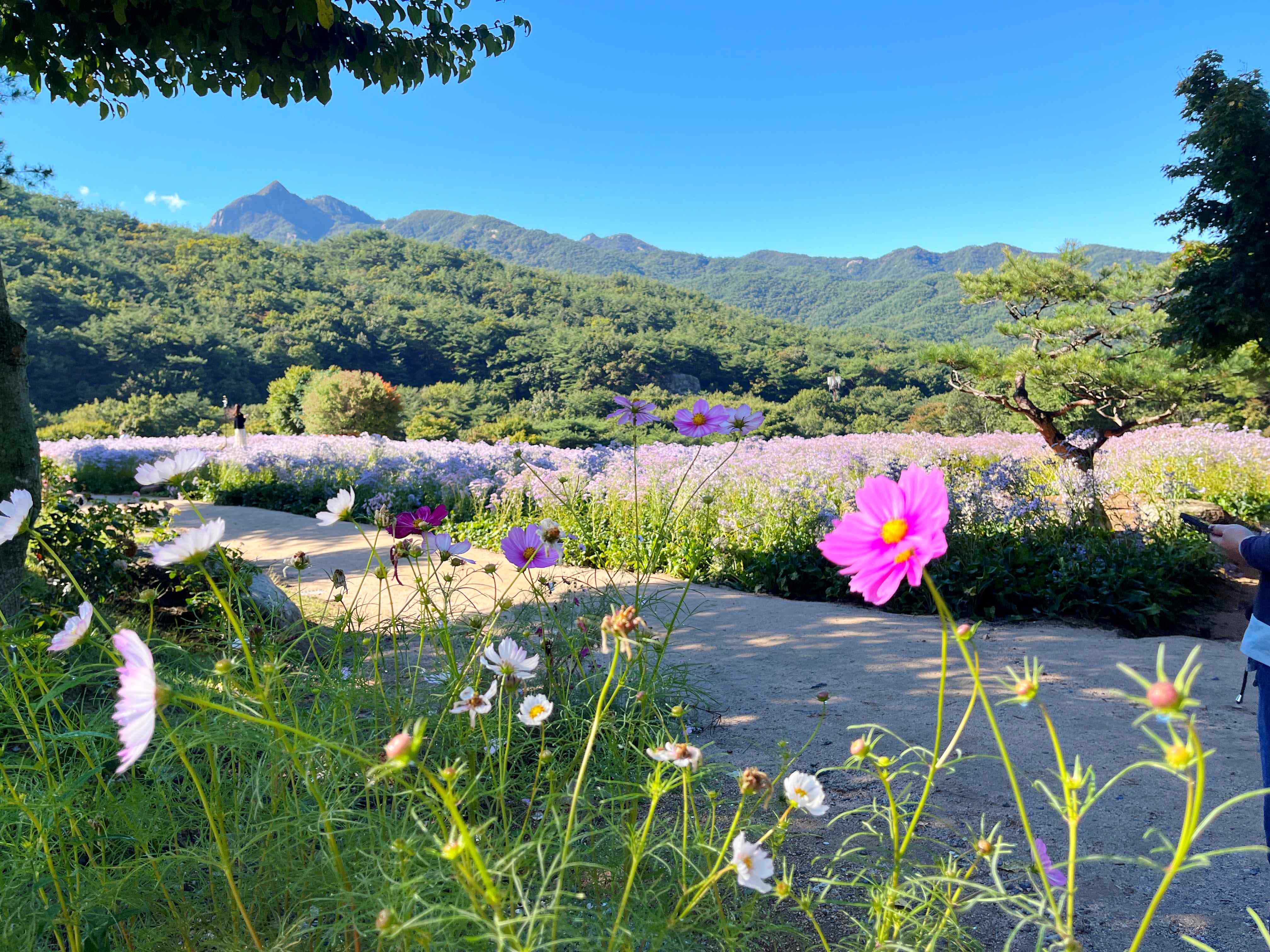 문경 문희농원 개미취