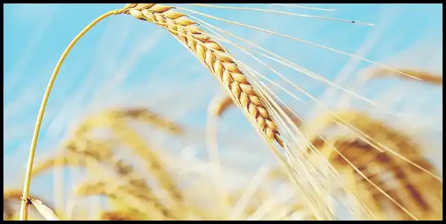 파로 곡물 효능 및 부작용과 먹는 법