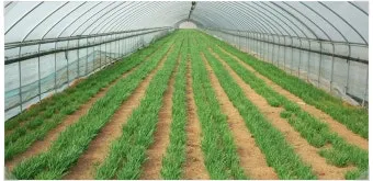 부추 재배 포기 나누기 덧비료 수확 반복_4