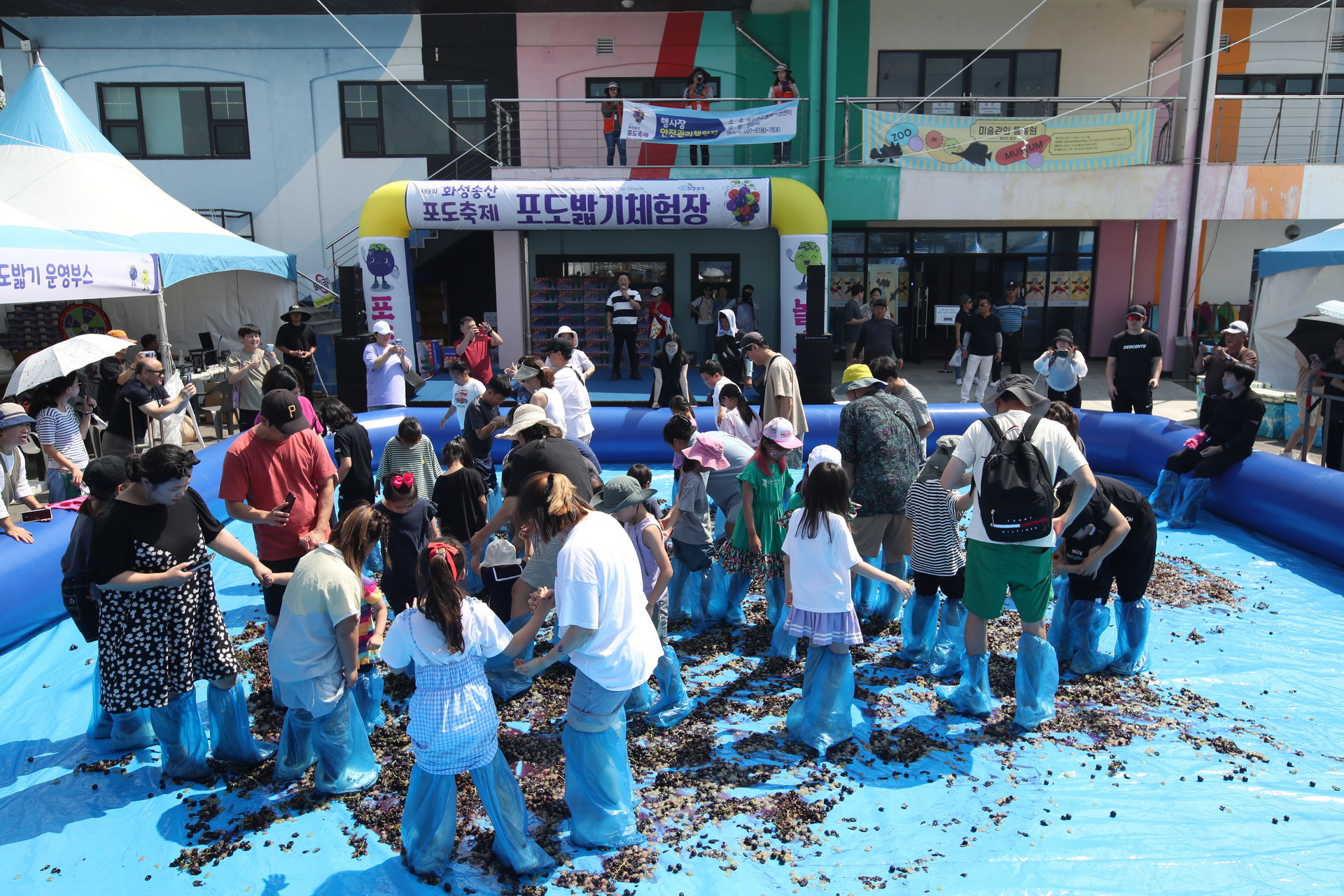 포도밟기 체험