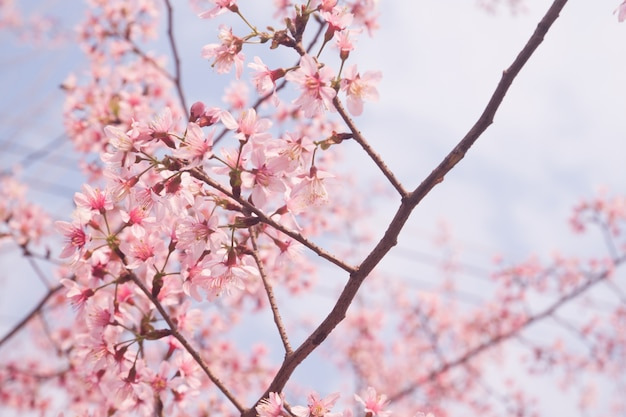 벚꽃 사진
