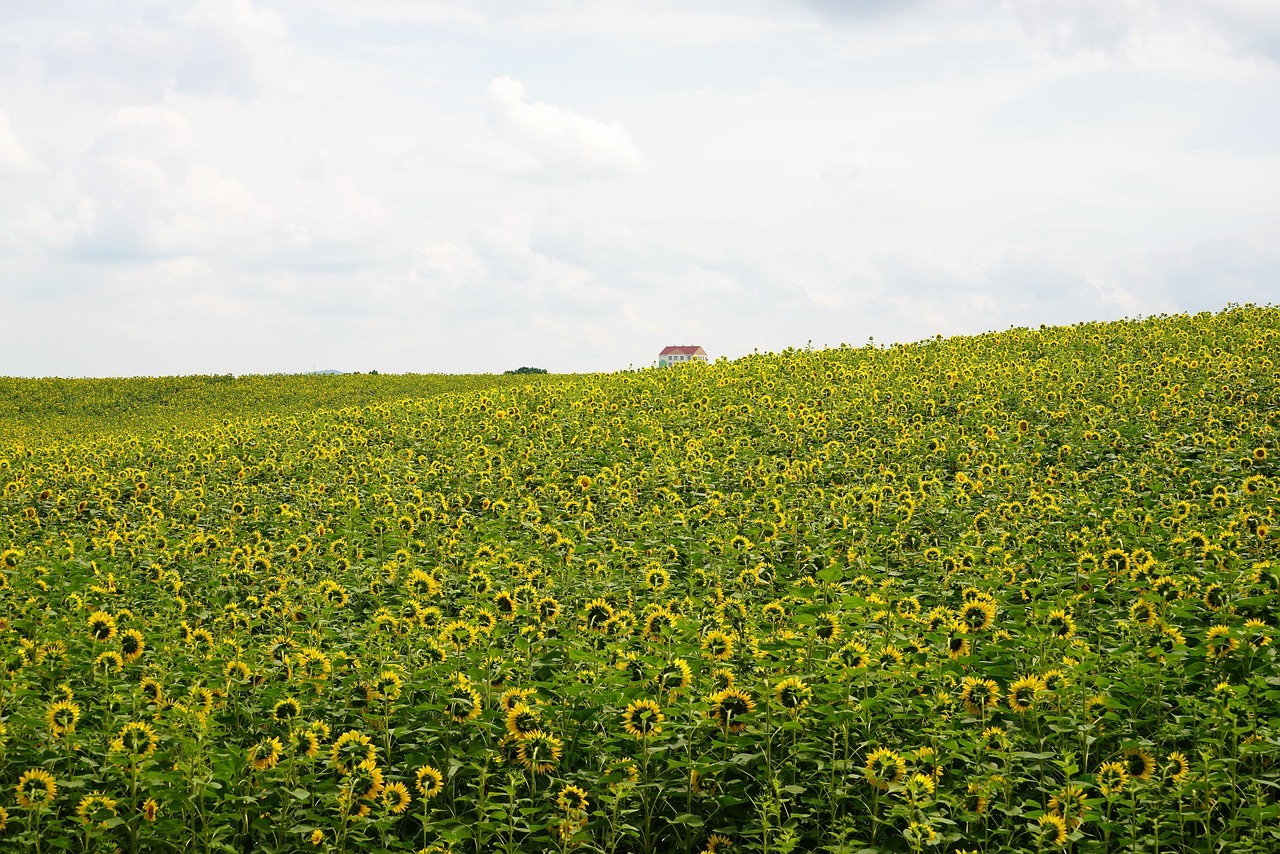 함안 강주 해바라기 축제