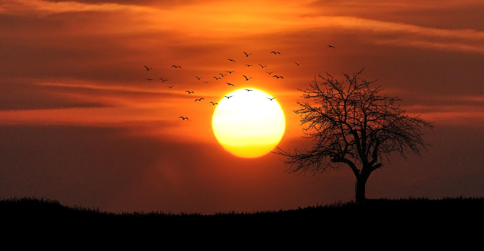 철새 이동 모습