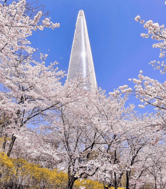 호수벚꽃축제