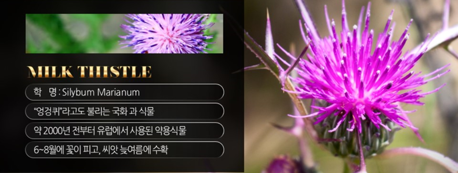 밀크씨슬