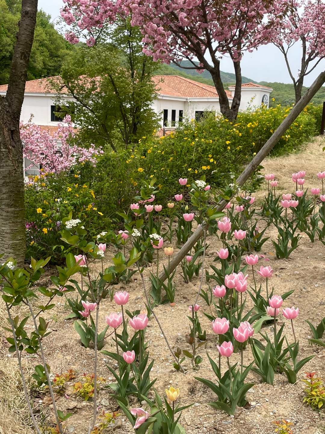 용인 자작나무숲 베툴라 대형 베이커피 카페