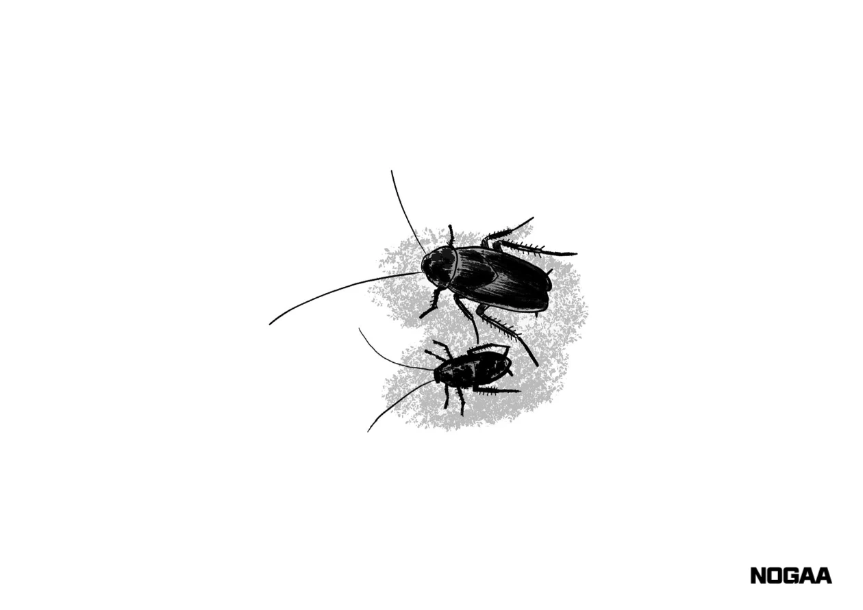 바퀴벌레 퇴치방법