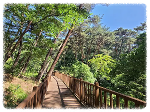 안면도자연휴양림