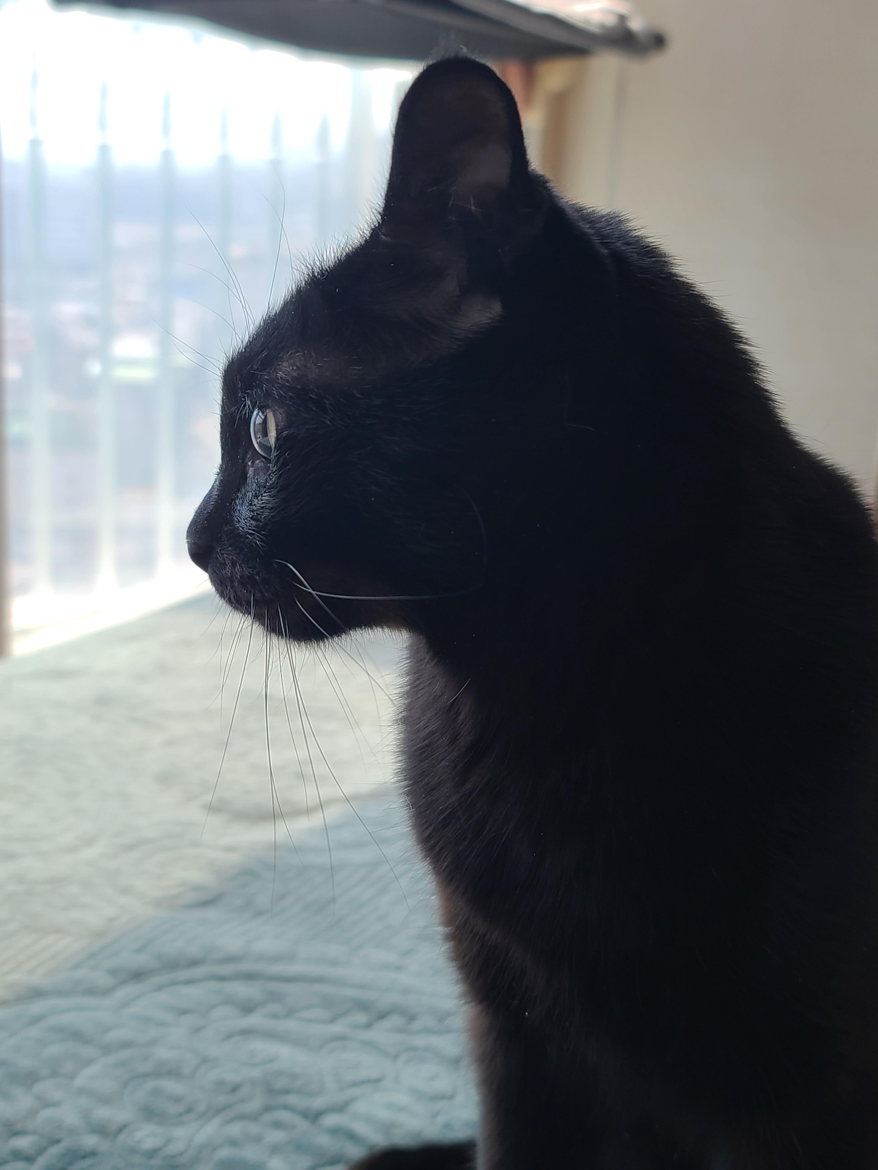 일요일 아침. 봄햇살에 기분이 좋은 고양이들.