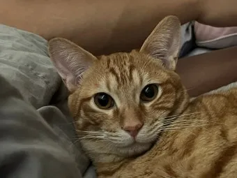 코리안숏헤어 코숏 고양이 종류 몸무게 고등어_8