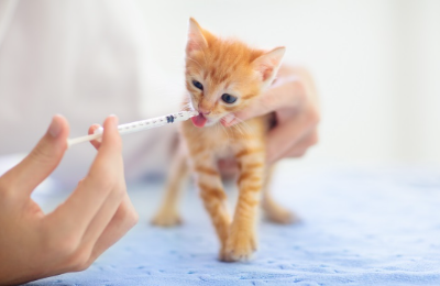 주사기에서 우유를 마시는 아기 고양이