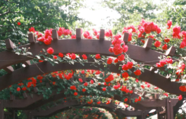 경산 하양 대부잠수교 장미 터널