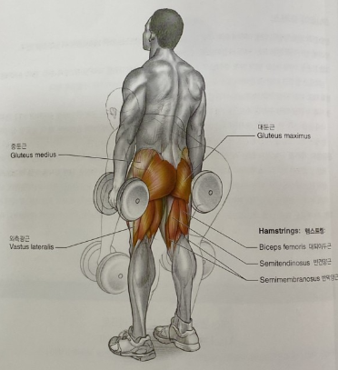 엉덩이, 허벅지 근육