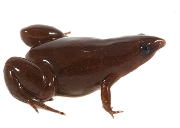 해리포터 속 초콜릿개구리 형상화