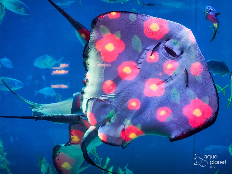 아쿠아플라넷 제주