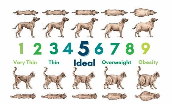 강아지 체중표 보는 법