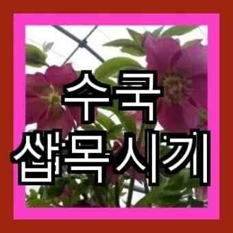 수국 삽목시기와 꺾꽂이 방법 재배 시기 완전 정리_4