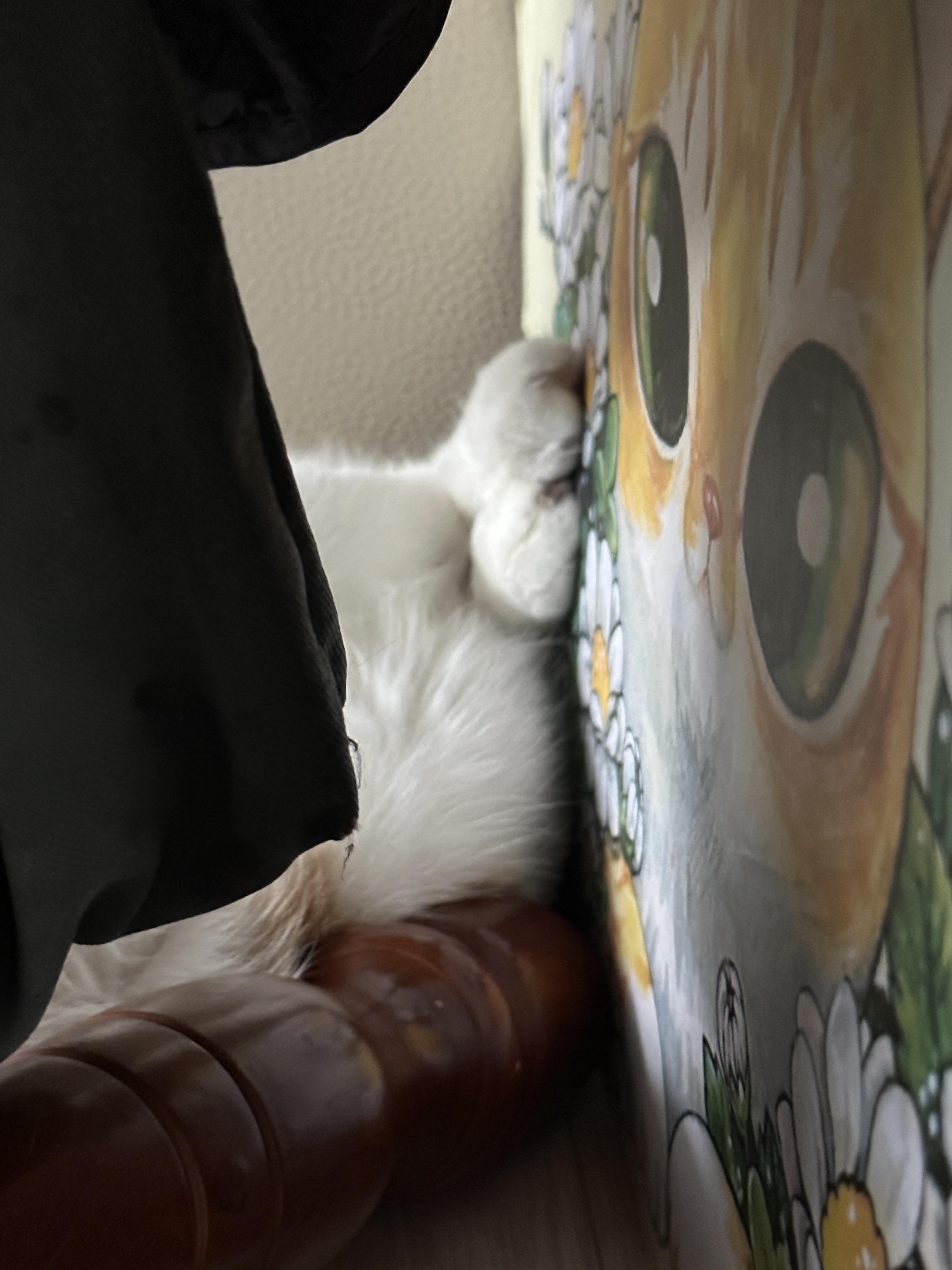 진정한 찜질 러버 요미 (feat. 뜨끈한 곳은 기가 막히게 찾는 고양이들)