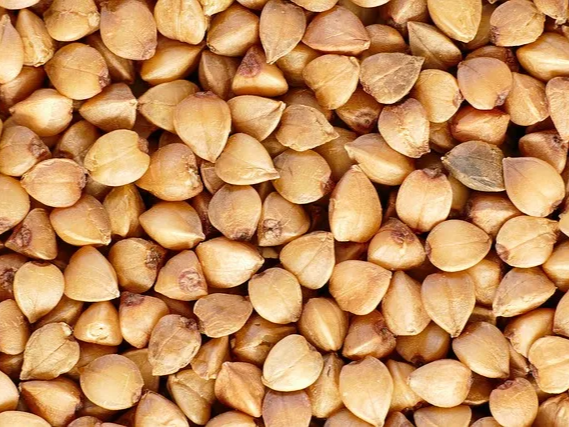 메밀차 낮은 혈당지수를 가진 음료