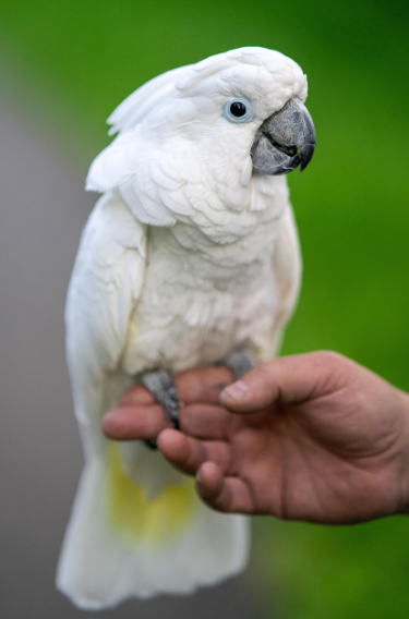 마이크로 니치 시장 - 💡 반려조를 위한 전용 간식 및 장난감 시장, 작지만 강한 틈새시장