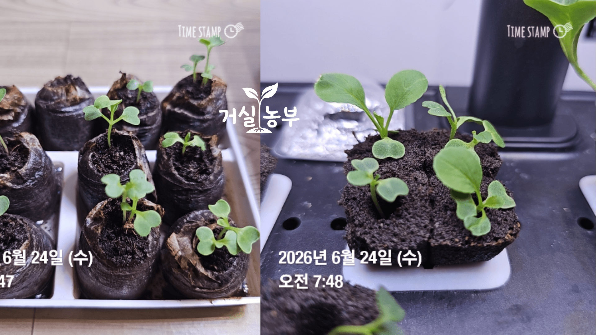 6월 24일 수경재배와 피트모스에서 자라는 청경채 성장 비교