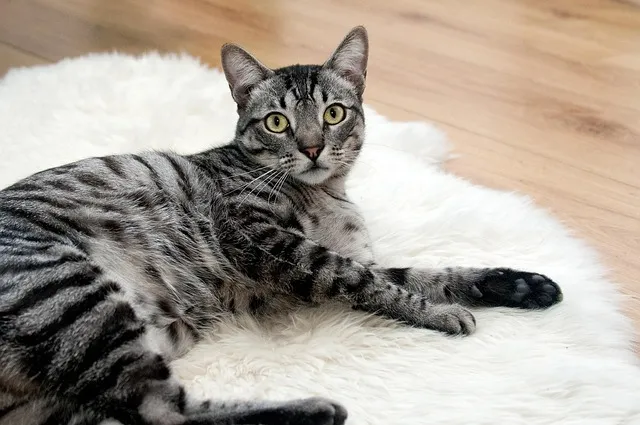 고양이 수다스러운 이유 7가지 행동 심리_2