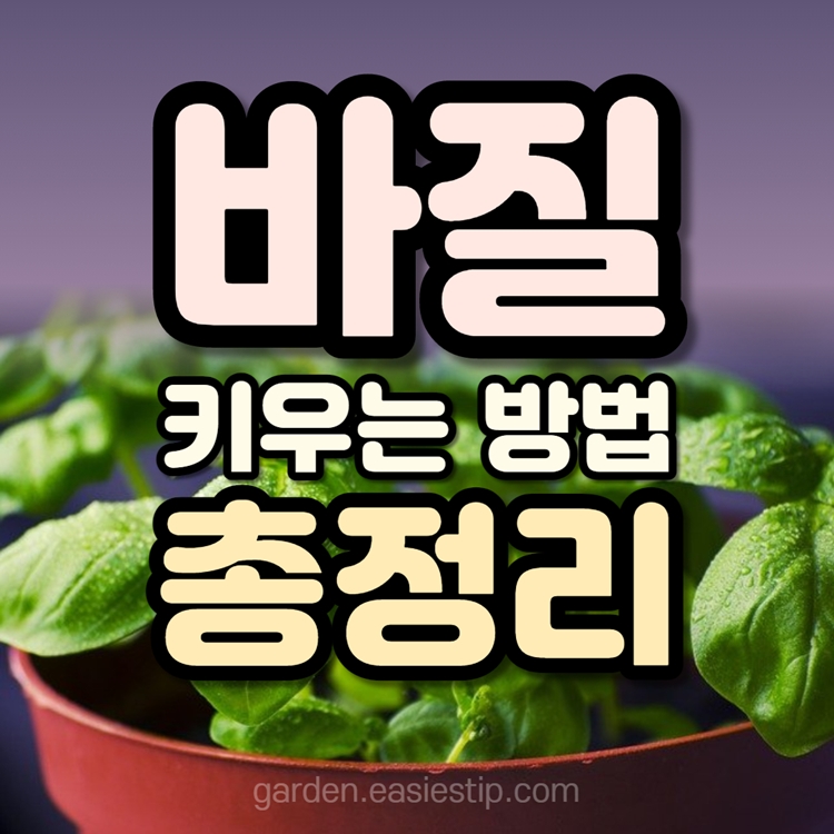 바질 키우는 방법 총정리