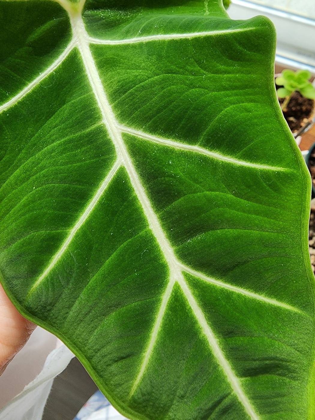 응애흉터가 남은 프라이덱