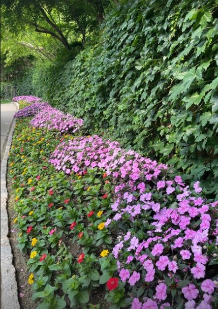 화담숲 수국축제