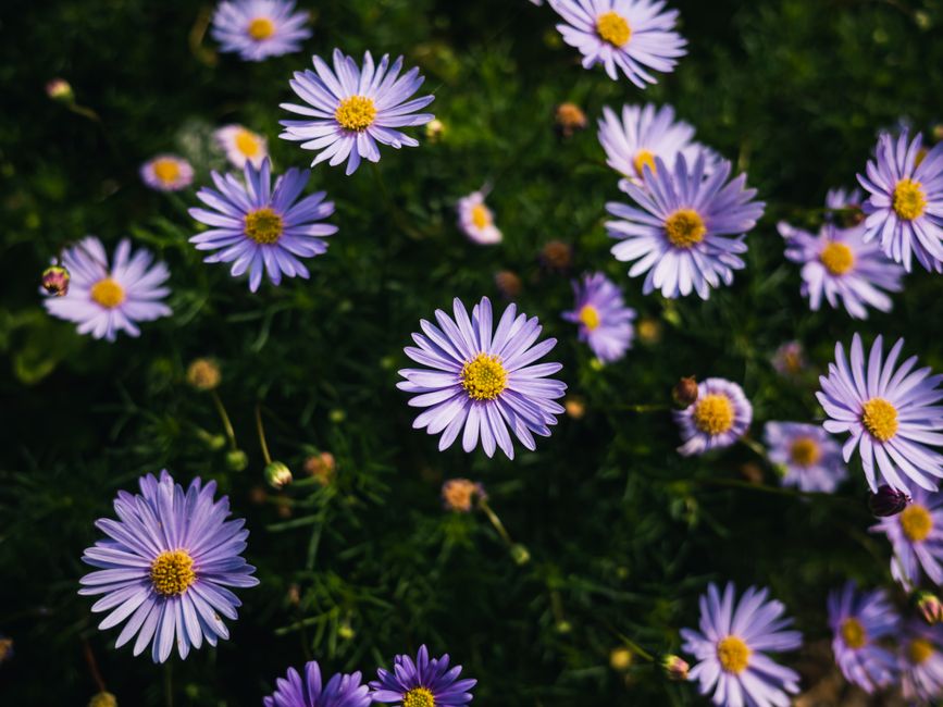 A vivid display of purple asters in full bloom in a spring garden setting.