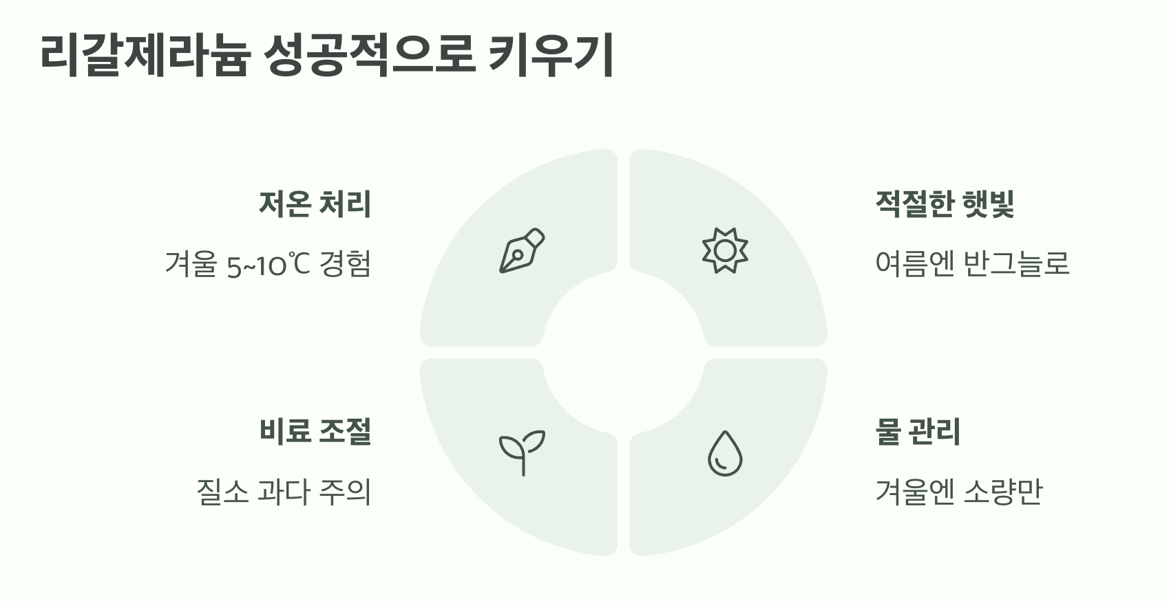 리갈제라늄 성공적으로 키우기