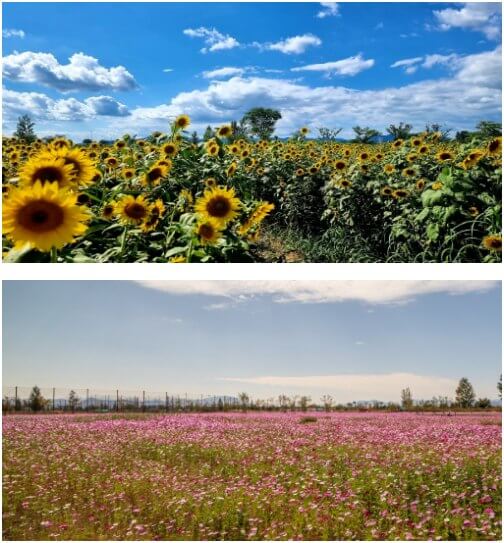 대산플라워랜드 해바라기와 코스모스