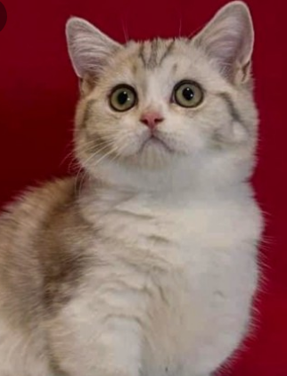 사람들이 제일 좋아하고 키우기 쉬운 고양이 TOP 5