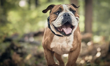 24시-동물병원-찾기