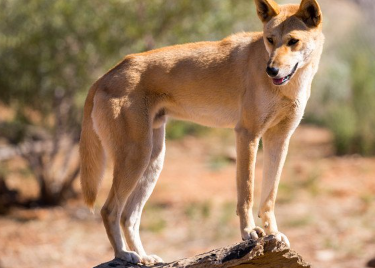 뒤돌아 보는 딩고.