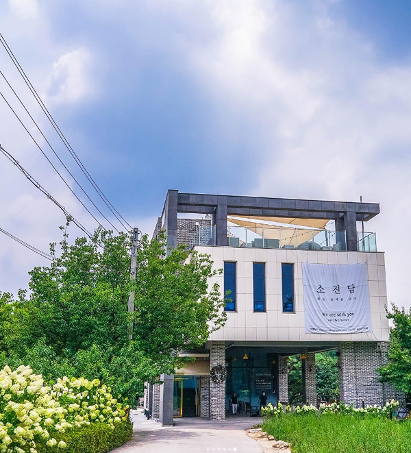 전국-샤스타데이지-명소-부안-변산