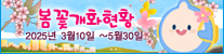 2025년 벚꽃 개화 시기, 기상청과 웨더아이에서 쉽게 확인하는 방법 🌸