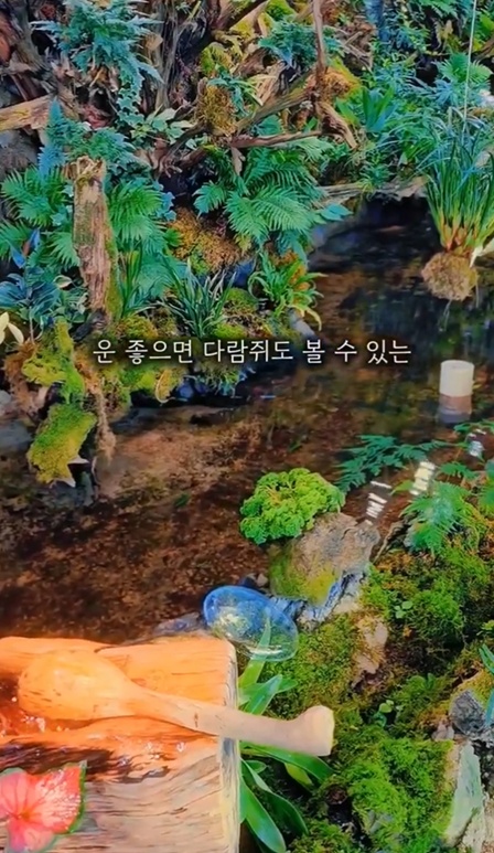한국기행-지리산-오도재-이끼식물카페-지리산가는길525-곽중식