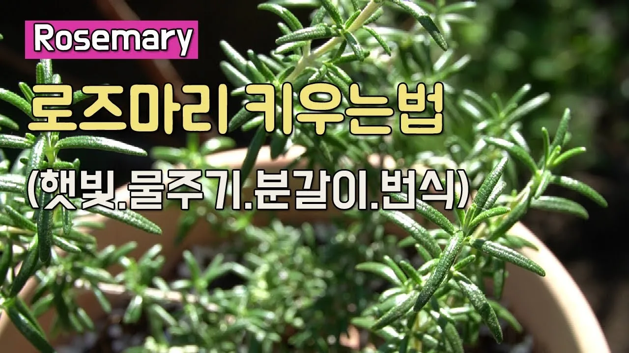 로즈마리 물주기 가지치기 환기관리 햇빛배치 주방 허브로 인기_8