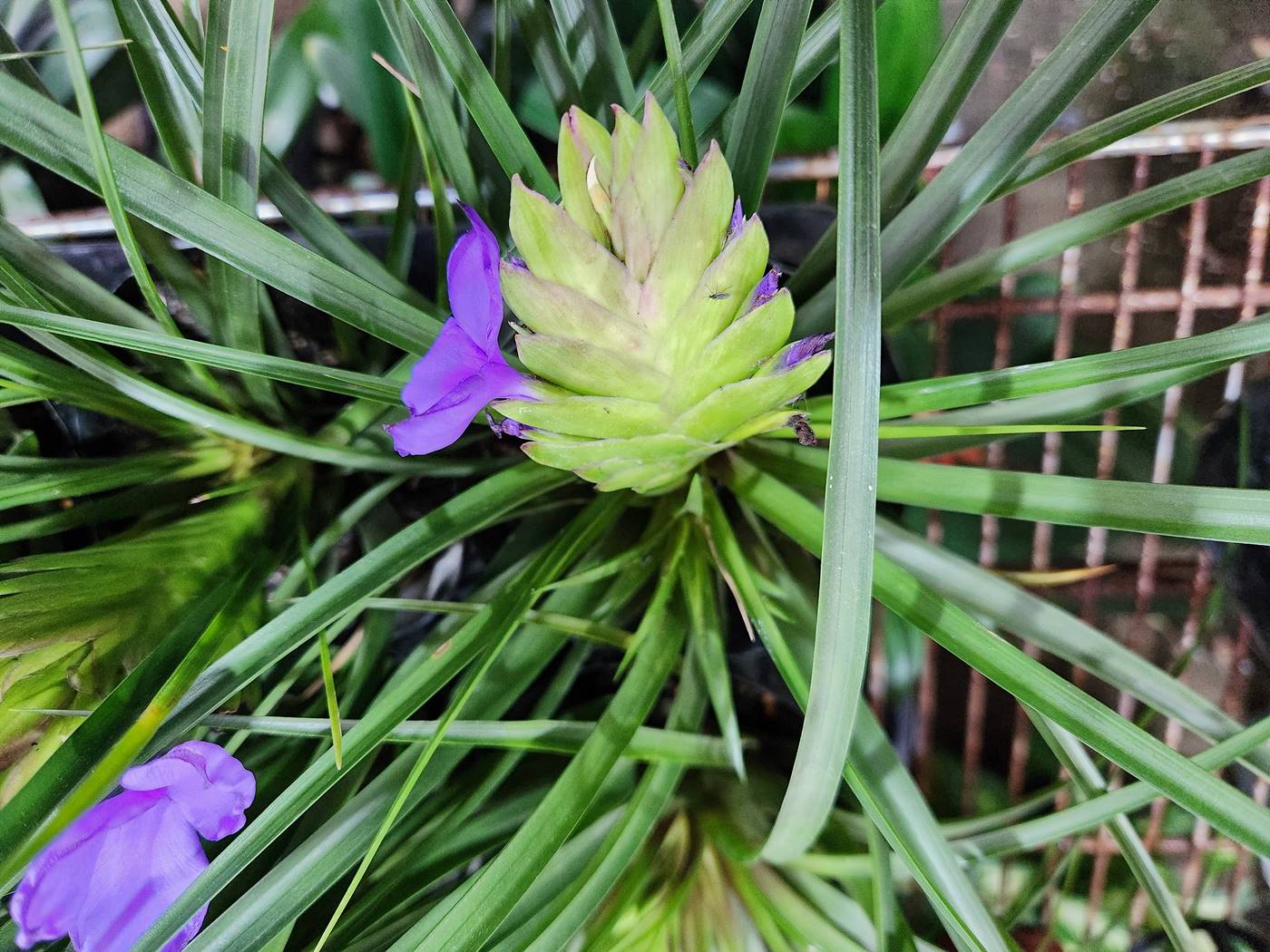 틸란드시아 사이아네아 Tillandsia Cyanea